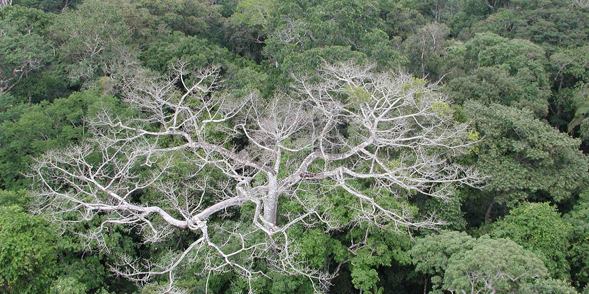 Aerial photo of the Western Amazonia in Brazil