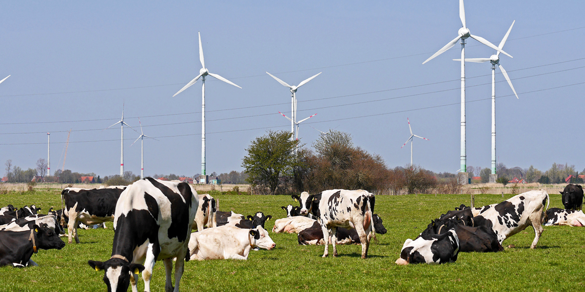 Photo of cows grazing on a dairy farm near windmills