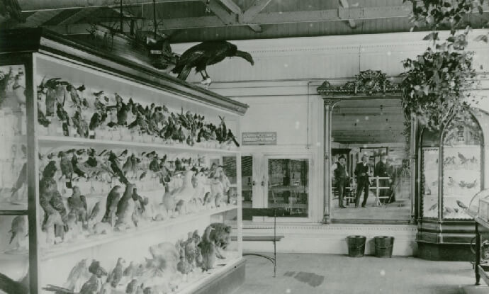 A large number of stuffed birds displayed in glass cases with photographer and another man's reflection visible in a mirror