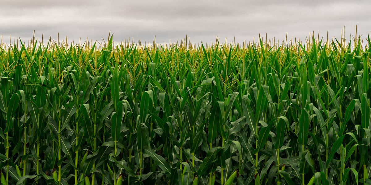 A corn field on a cloudy day