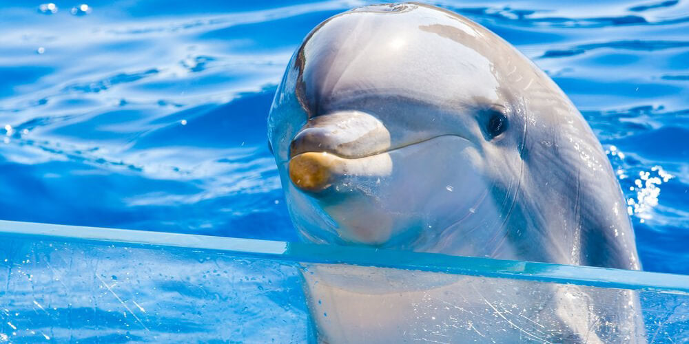 A dolphin rises out of the water and peeks their head over a glass ledge