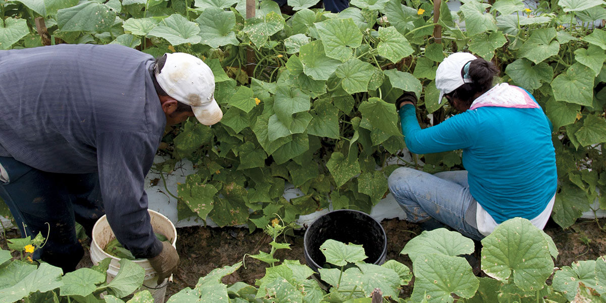 Photo of migrant farmworkers picking cucumbers in Virginia
