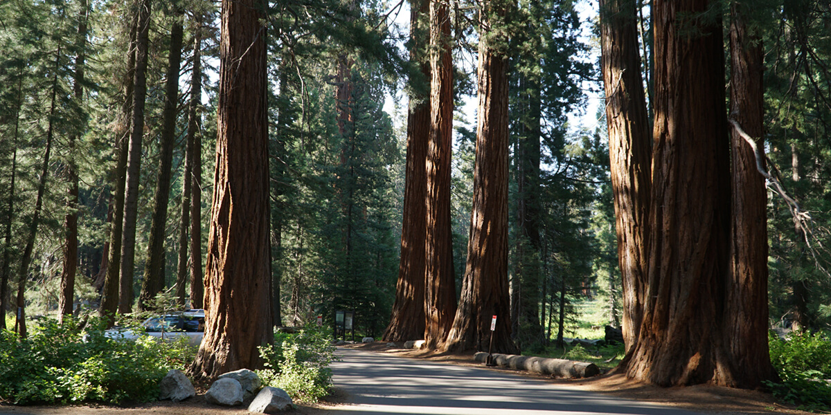 Photo of the Giant Forest in Sequoia National Park