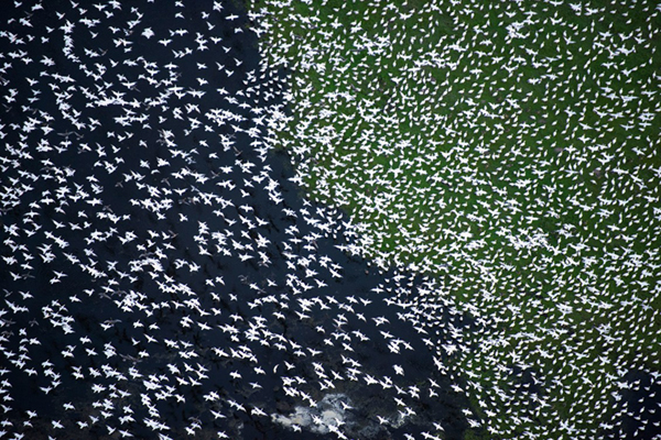 Aerial photo depicting geese migration