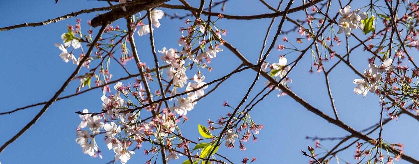 Cherry blossoms in full bloom