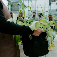 Someone holding a planter in the SFSU greenhouse, with participating organizations' logos on the right