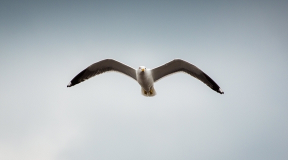 Seagull