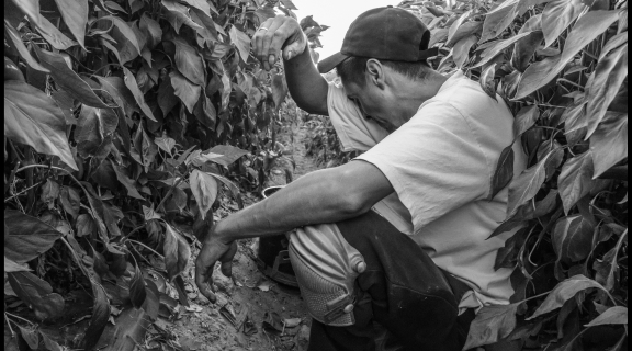 David Bacon Photography - Two Years of Heat and COVID in the San Joaquin Valley