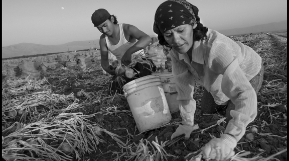 A brown-skinned man and woman bend down in a field pulling onions and placing them in white plastic buckets